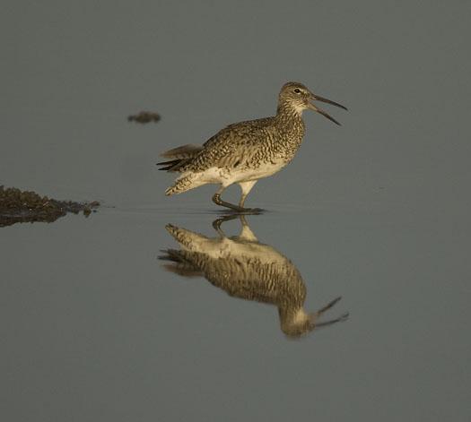 port-mahon-willets-etc-4-28-2009_042809_8256