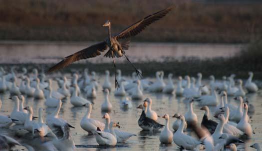 primehook-snow-geese-sunrise-10-30-2007_0606copy2.jpg