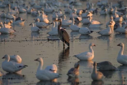 primehook-snow-geese-sunrise-10-30-2007_0624copy1.jpg