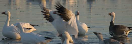 primehook-snow-geese-sunrise-10-30-2007_0650copy1.jpg