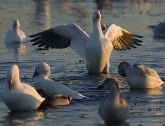 primehook-snow-geese-sunrise-10-30-2007_0688copy1.jpg