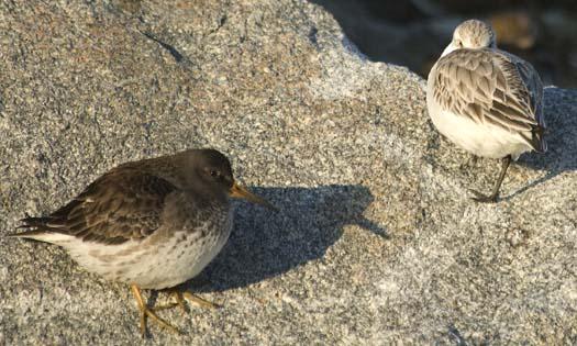 purple-sandpiper-3-2-2008_9209.jpg