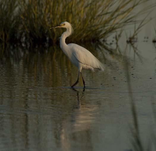 rabbit-heron-egrets-august_083108_8373.jpg