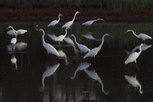 rabbit-heron-egrets-august_083108_8534.jpg