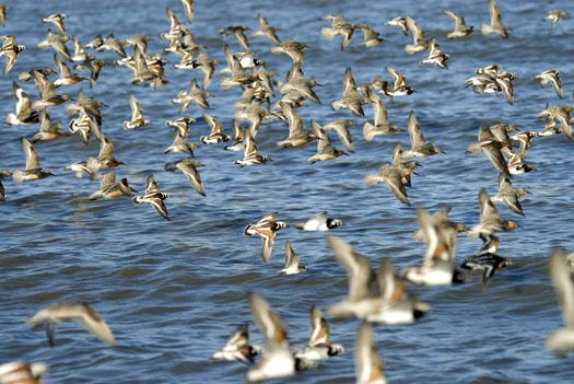 red-knots-etc-5-21-2009_052109_0032