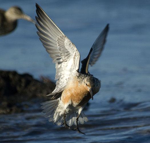 red-knots-etc-5-21-2009_052109_0048