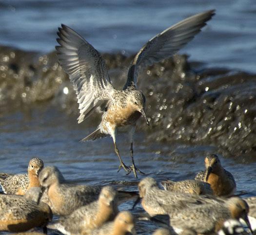 red-knots-etc-5-21-2009_052109_9733