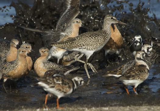 red-knots-etc-5-21-2009_052109_9766