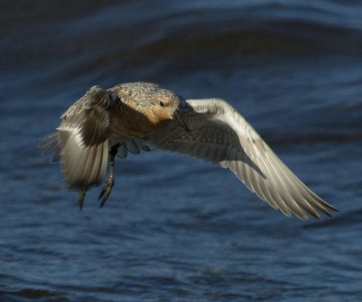 red-knots-etc-5-21-2009_052109_9793