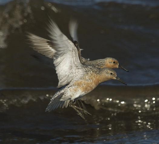 red-knots-etc-5-21-2009_052109_9814