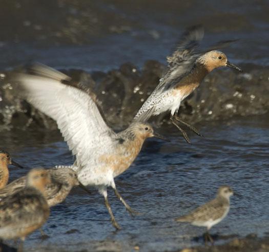 red-knots-etc-5-21-2009_052109_9815