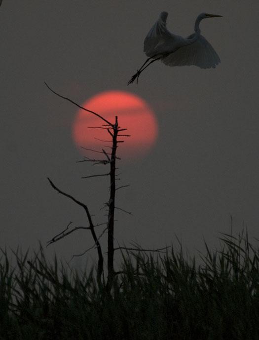 rookery-sunrise-7-18-2008_071808_6692.jpg