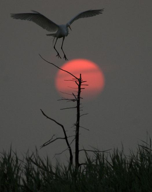 rookery-sunrise-7-18-2008_071808_6694.jpg