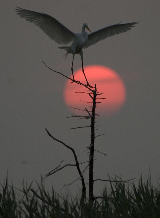 rookery-sunrise-7-18-2008_071808_6696.jpg