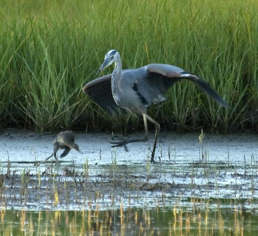 roseate-spoonbill-and-great-blue-with-clapper-rail-7-8-2009_070809_3722