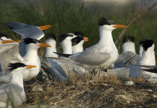 royal-tern-colony-6-12-09_061209_0975