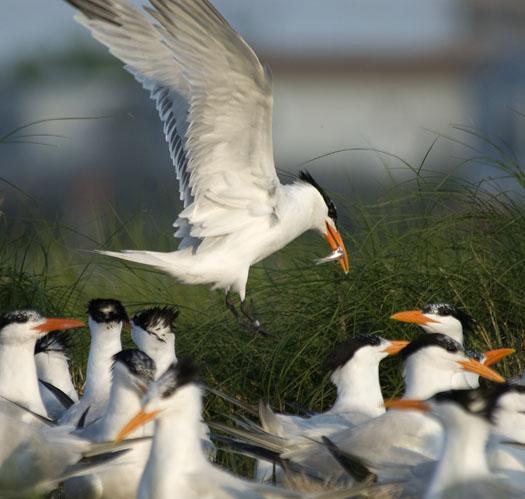 royal-tern-colony-6-12-09_061209_1009