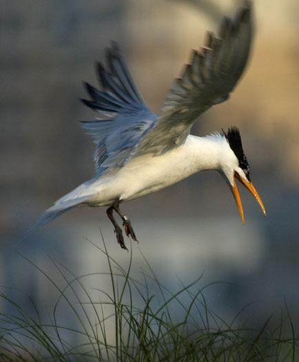 royal-tern-colony-6-12-09_061209_1050