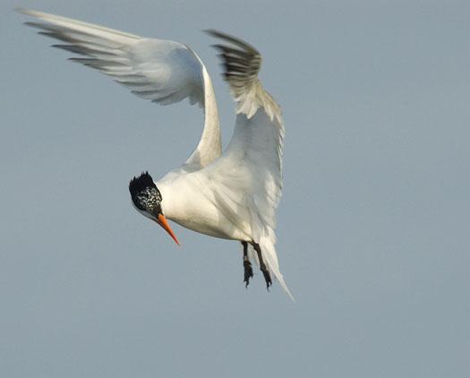 royal-terns-6-14-2009_061409_1538