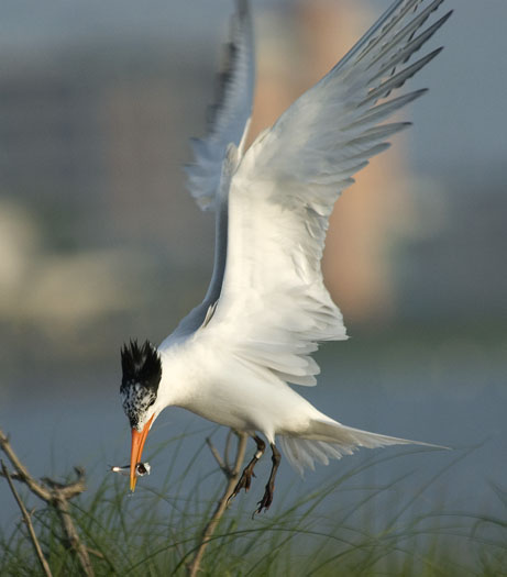 royal-terns-6-14-2009_061409_1634