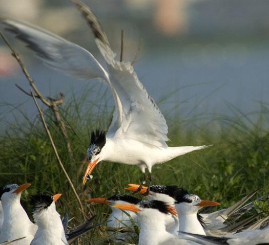 royal-terns-6-14-2009_061409_1635