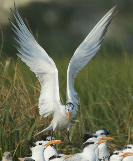 royal-terns-7-12-2009_071209_4908