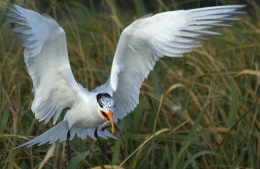 royal-terns-7-12-2009_071209_4925