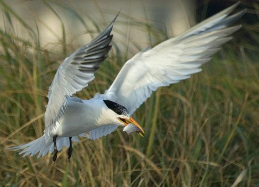 royal-terns-7-12-2009_071209_4959