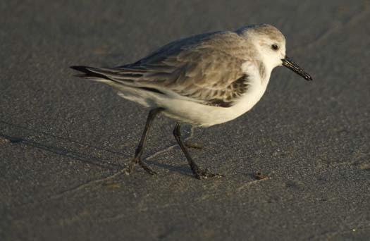 sanderling-3-2-2008_9261.jpg