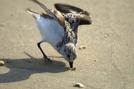 sanderling-8-10-2008_0941.jpg