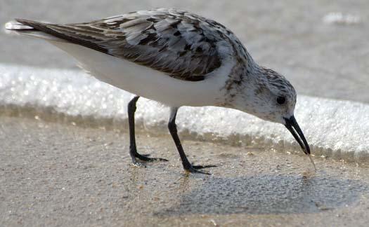 sanderling-8-10-2008_0955.jpg