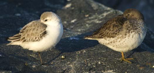 sanderling-and-purple-sandpiper-3-2-2008_9291.jpg