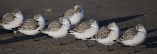 sanderlings-3-3-2008_9460copy1.jpg