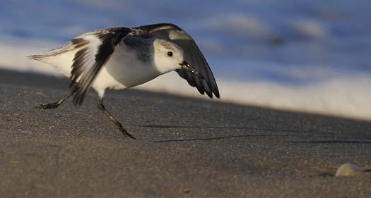 sanderlings-3-3-2008_9543copy1.jpg