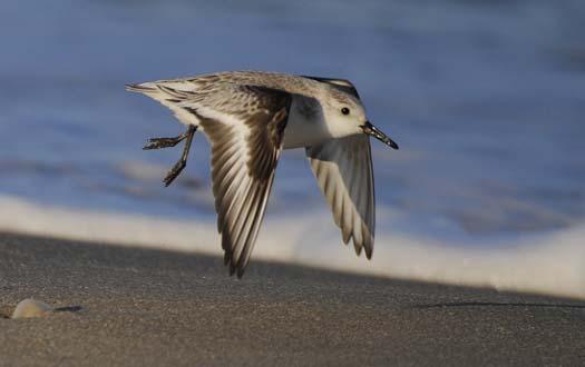 sanderlings-3-3-2008_9544copy1.jpg