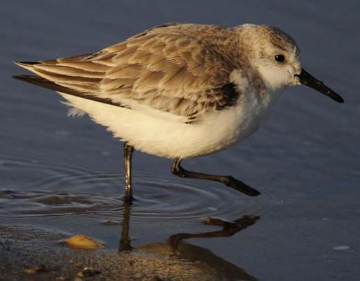 sanderlings-3-3-2008_9563copy2.jpg