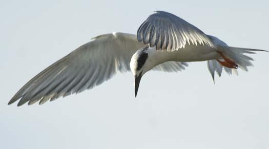 shorebirds-4-21-2008_052108_7023.jpg