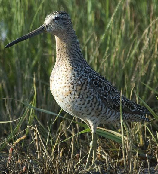 shorebirds-5-21-2008_052108_6876.jpg