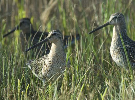 shorebirds-5-21-2008_052108_6916.jpg