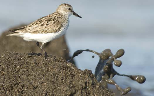 shorebirds-5-30-2008_053008_0815.jpg