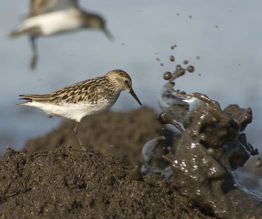 shorebirds-5-30-2008_053008_0829.jpg