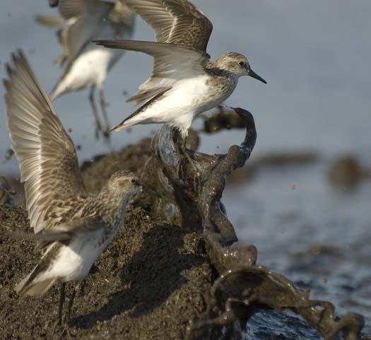 shorebirds-5-30-2008_053008_0892.jpg