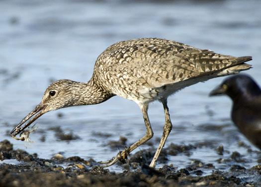 shorebirds-bch-heather-sunset-5-22-2009_052209_02241