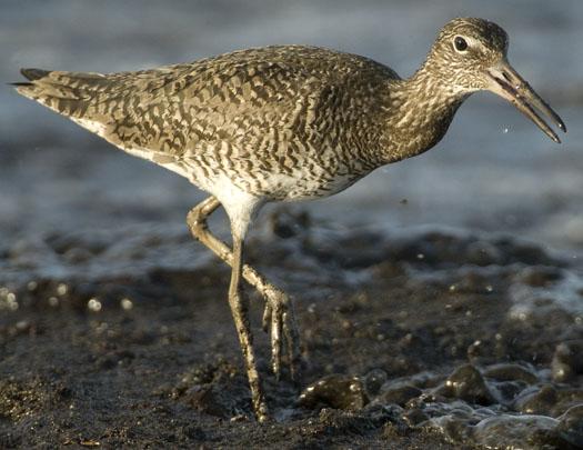 shorebirds-bch-heather-sunset-5-22-2009_052209_0371