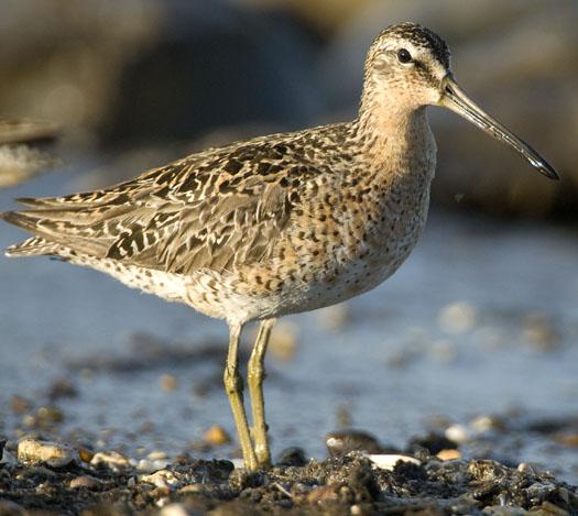 shorebirds-bch-heather-sunset-5-22-2009_052209_0473