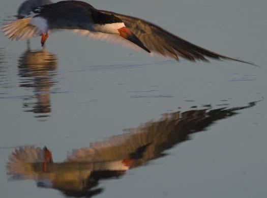 skimmers-6-2-2008_060208_2732.jpg