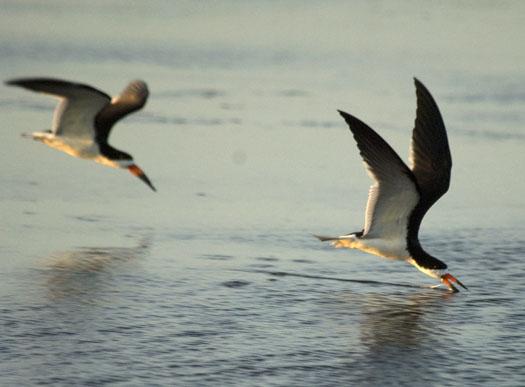 skimmers-7-9-2009_070909_4230