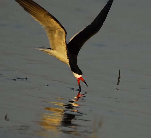 skimmers-egrets-6-29-2008_062908_4555.jpg