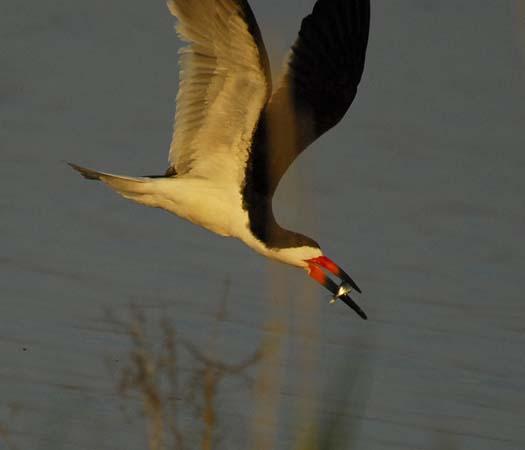 skimmers-egrets-6-29-2008_062908_4560.jpg