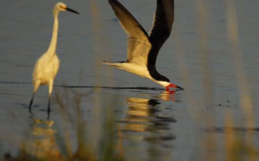 skimmers-egrets-6-29-2008_062908_4573.jpg